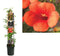 2 stuks - Van der starre - Klimplant Campsis t. Madame Galen 120 cm
