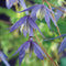 2 stuks - Van der starre - Klimplant Clematis alpina 120 cm
