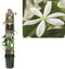 2 stuks - Van der starre - Klimplant Clematis armandii 120 cm
