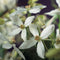 2 stuks - Van der starre - Klimplant Clematis armandii 120 cm