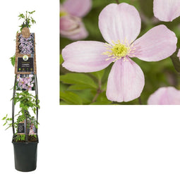 2 stuks - Van der starre - Klimplant Clematis montana Rubens 120 cm