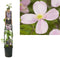 2 stuks - Van der starre - Klimplant Clematis montana Rubens 120 cm