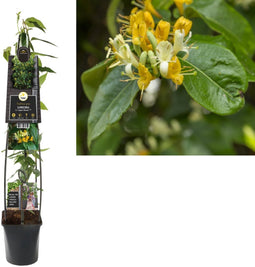 2 stuks - Van der starre - Klimplant Lonicera h. Copper Beauty PB...