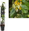 2 stuks - Van der starre - Klimplant Lonicera h. Copper Beauty PB...