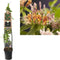 2 stuks - Van der starre - Klimplant Lonicera henryi 120 cm
