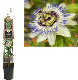 2 stuks - Van der starre - Klimplant Passiflora Caerulea 120 cm