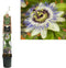 2 stuks - Van der starre - Klimplant Passiflora Caerulea 120 cm