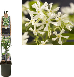 2 stuks - Van der starre - Klimplant Trachelospermum jasminoides...