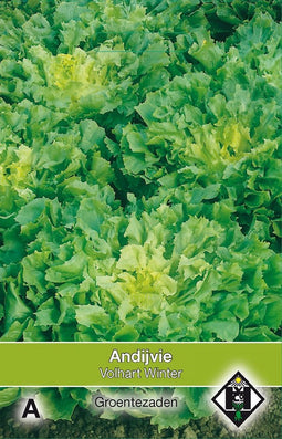 2 stuks - Van hemert co - Andijvie Breedblad Volhart Winter