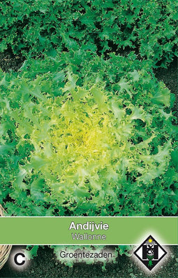 2 stuks - Van hemert co - Andijvie Wallonne