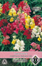 2 stuks Van Hemert & Co Antirrhinum majus Rainbow Mix