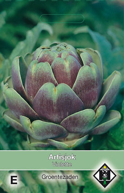 2 stuks - Van hemert co - Artisjok Violette