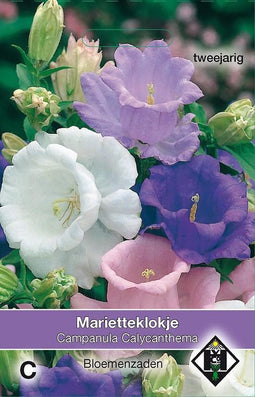 2 stuks Van Hemert & Co Campanula medium Calycanthema
