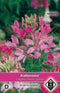 2 stuks - Van hemert co - Cleome hassleriana Cherry Queen