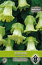 2 stuks Van Hemert & Co Cobaea scandens Alba