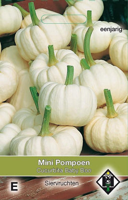 2 stuks Van Hemert & Co Cucurbita pepo Baby Boo