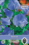2 stuks - Van hemert co - Lathyrus odoratus Capri