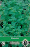 2 stuks - Van hemert co - Marjolein Origanum