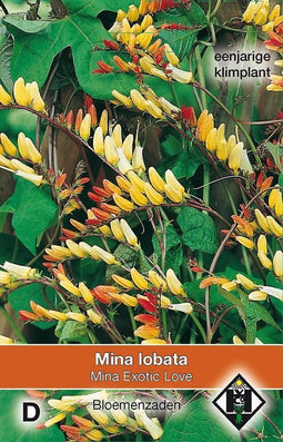 2 stuks Van Hemert & Co Mina lobata Exotic Love