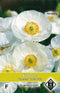 2 stuks Van Hemert & Co Papaver rhoeas Bridal Silk