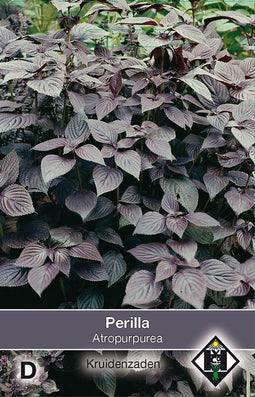 2 stuks - Van hemert co - Perilla nankinensis Atropurpurea L.