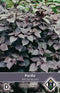 2 stuks - Van hemert co - Perilla nankinensis Atropurpurea L.