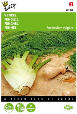 2 stuks Venkel De Florence (Foeniculum vulgare)