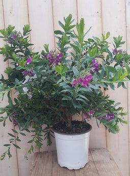 2 stuks Vleugeltjesbloem