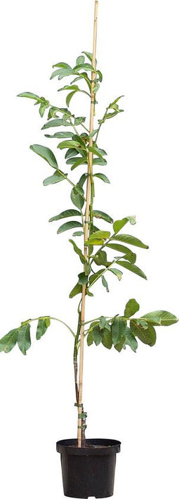 2 stuks! Walnotenboom Broadview Juglans r. Broadview h 162,5 cm st....