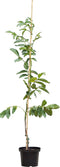 2 stuks! Walnotenboom Broadview Juglans r. Broadview h 162,5 cm st....