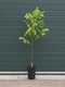 2 stuks! Walnotenboom Coenen Juglans r. Coenen h 100 cm st. omtrek...