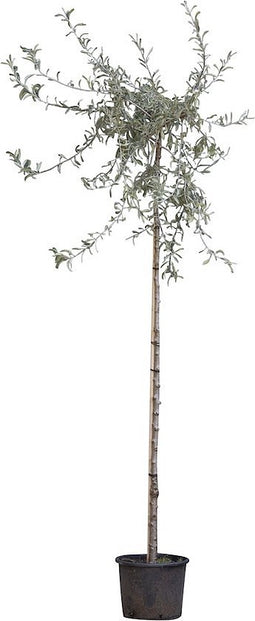 2 stuks! Wilgbladige treur sierpeer Pyrus salicifolia Pendula h 210...