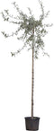 2 stuks! Wilgbladige treur sierpeer Pyrus salicifolia Pendula h 210...