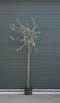 2 stuks! Wilgbladige treur sierpeer Pyrus salicifolia Pendula h 210...