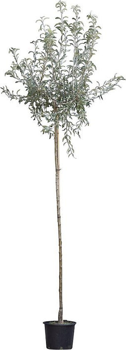 2 stuks! Wilgbladige treur sierpeer Pyrus salicifolia Pendula h 250...