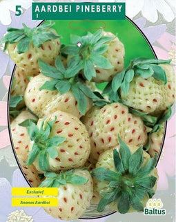 2 stuks Zomer Bloembollen Aardbei Pineberry per 3