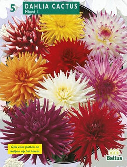 2 stuks Zomer Bloembollen Dahlia Cactus Mixed per 3