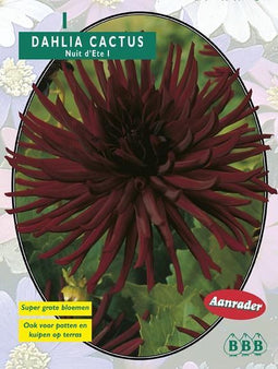 2 stuks Zomer Bloembollen Dahlia Cactus Nuit d'ete per 1