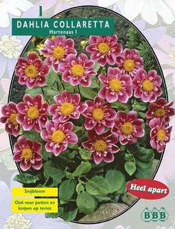 2 stuks Zomer Bloembollen Dahlia Collarette Hartenaas per 1