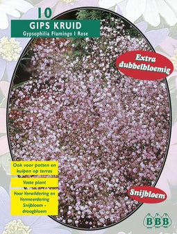2 stuks Zomer Bloembollen Gypsophilia Pan, Roze per 10
