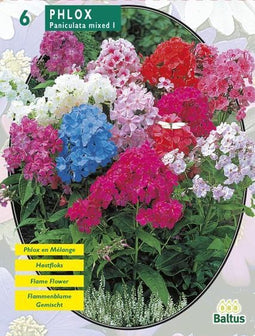 2 stuks Zomer Bloembollen Phlox, Mix per 6