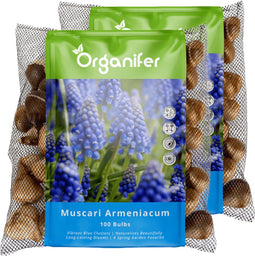 200 Muscari Armeniacum Bollen (XXL Bloembollen formaat 9/10 cm) - Biologische Muscari bloembollen - Druifhyacint - Lentebloemen - Zomerbloemen - Bloembollen voor potten - Tuinieren - Bloembollen voor de tuin - Bloembollen voor volle zon - Organifer