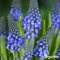 200 Muscari Armeniacum Bollen (XXL Bloembollen formaat 9/10 cm) - Biologische Muscari bloembollen - Druifhyacint - Lentebloemen - Zomerbloemen - Bloembollen voor potten - Tuinieren - Bloembollen voor de tuin - Bloembollen voor volle zon - Organifer