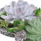 GIY Echte succulenten mini mix 10 stuks - Echeveria mini's Ø3-5 cm - kamerplant - vetplant