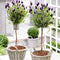 Plant in a Box - Lavandula stoechas 'Anouk' - Lavendelbomen in mand - Set van 2 - Pot 15cm - Hoogte 45-55cm - Winterhard - Tuinplanten