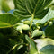 Plant in a Box - Ficus Carica - Set van 2 fruitbomen - Pot 21cm - Hoogte 70-90cm