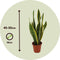 Plant in a Box - Sansevieria Laurentii - Makkelijke Kamerplant - Vrouwentong - Pot 14cm - Hoogte 40-50cm