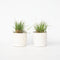 Plant in a Box - Panicum virgatum 'Heavy Metal' - Set van 2 - Vingergras - Siergras - Tuinplant - ⌀ 23 cm - Hoogte 40-60 cm