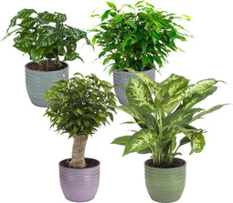 Combibox kamerplanten met Bergamo sierpot in trendy kleuren – ↨ 25cm – ⌀ 12cm