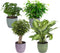 Combibox kamerplanten met Bergamo sierpot in trendy kleuren – ↨ 25cm – ⌀ 12cm